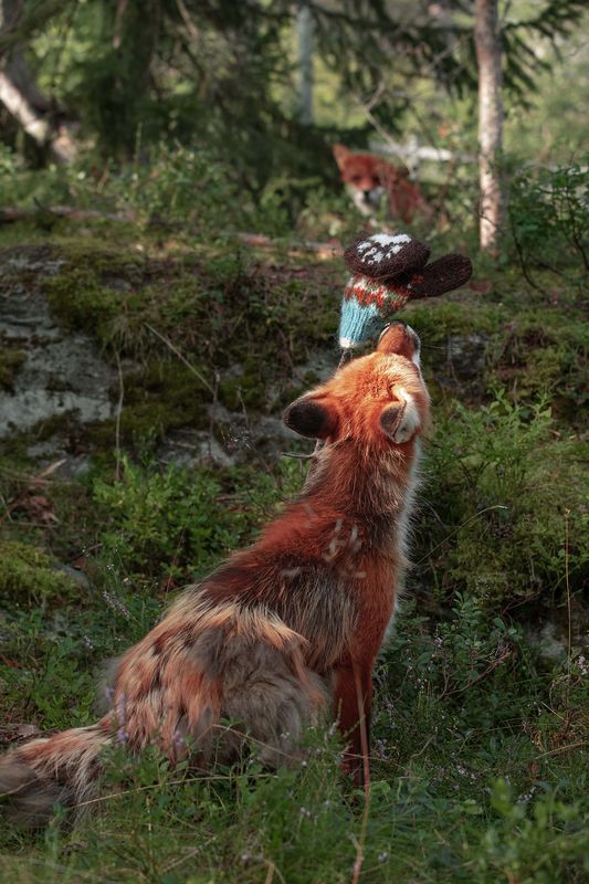Forestfox genser - garnpakke